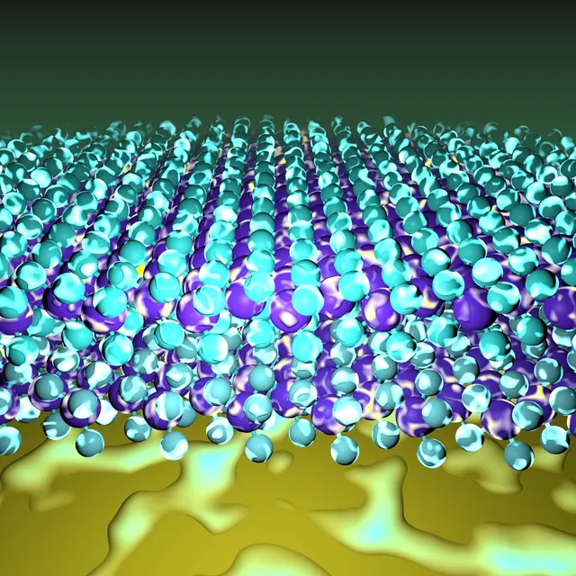 Topological multiferroic order in twisted transition metal dichalcogenide bilayers